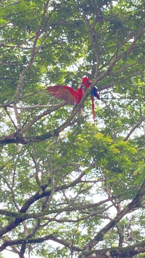 Cabuya  Las Plumas De Cabuya מראה חיצוני תמונה